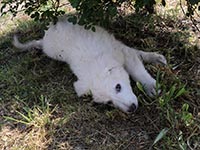 abruzzese shepherd puppies